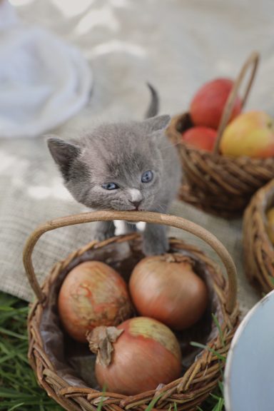 Babykatze Fotografie Kempten